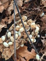 Isopods - Armadillidium Magic potion, Autres espèces