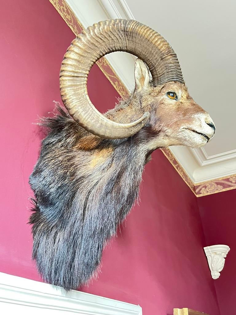 Moeflon (ram), Ophalen, Gebruikt, Wild dier, Gewei of Kop