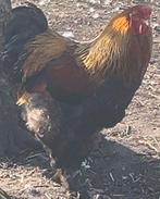 Bramha perdrix dorée maillée noire œuf fécondé, Enlèvement