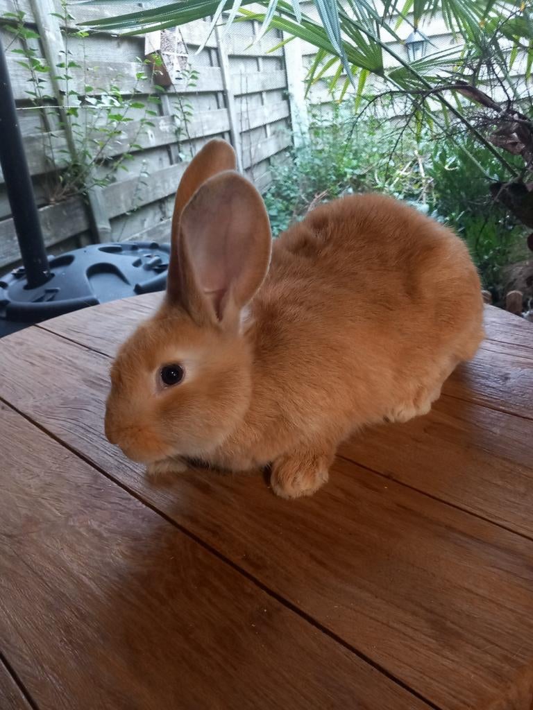 Mooie jonge gele Vlaamse reuzen supertam, Dieren en Toebehoren