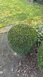 Diverse buxusbollen, Ophalen, Buxus, Struik, Minder dan 100 cm
