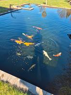 Allerlei koi, Dieren en Toebehoren