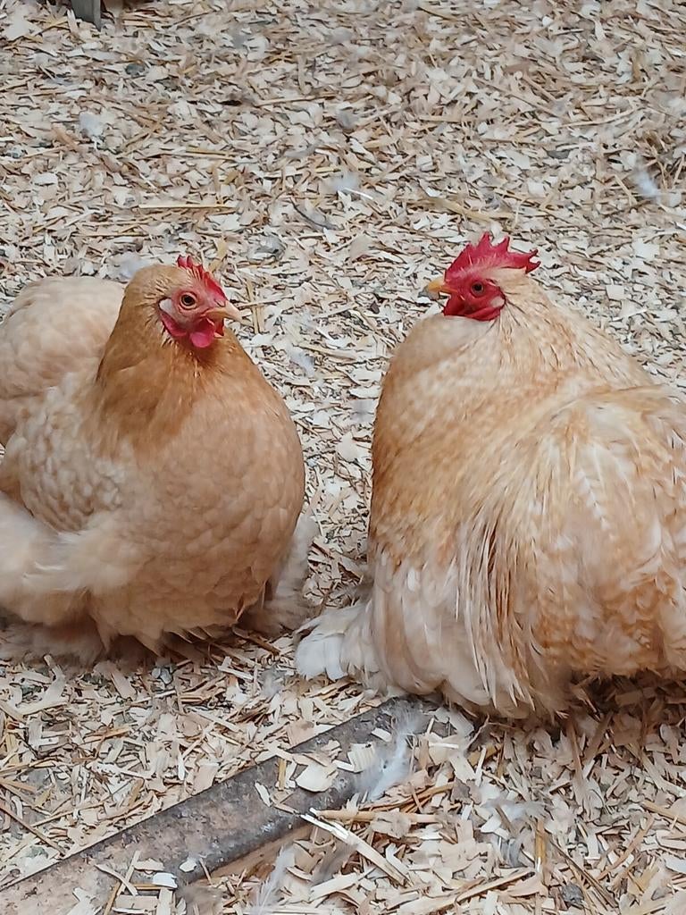 Cochin kriel koppel, Dieren en Toebehoren, Pluimvee
