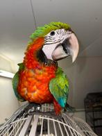 Bébé ara arlequin super apprivoisé, Mâle, Perroquet, Parleur