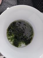 Javamos, Dieren en Toebehoren, Ophalen, Zo goed als nieuw, Plant(en), Steen of Hout