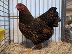 Wyandotte kriel kippen, Dieren en Toebehoren, Pluimvee