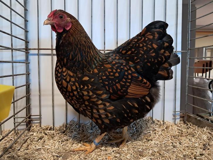 Wyandotte kriel kippen, Dieren en Toebehoren, Pluimvee