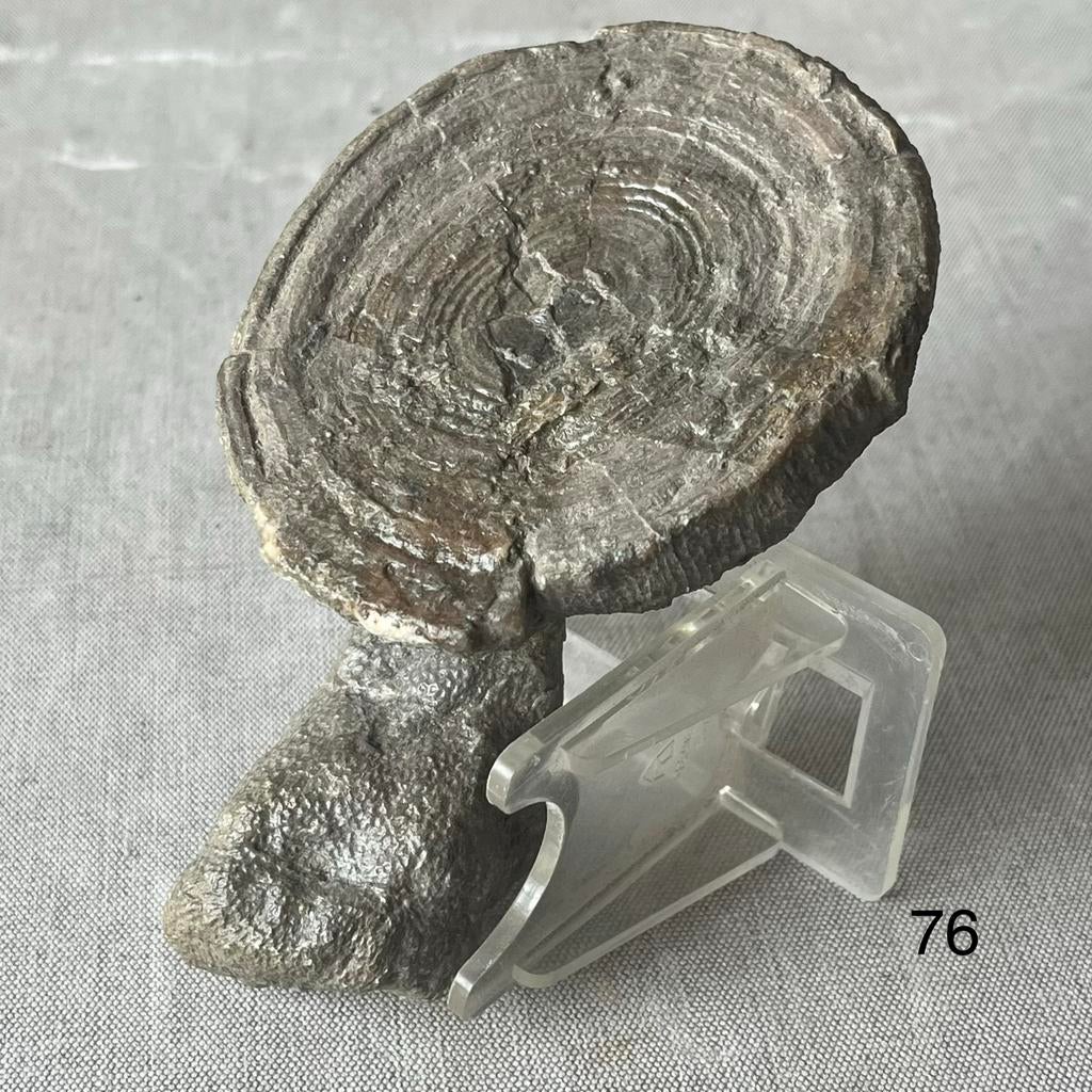 Stenen fossielen koraal met steel 12 cm, Verzamelen, Ophalen, Fossiel