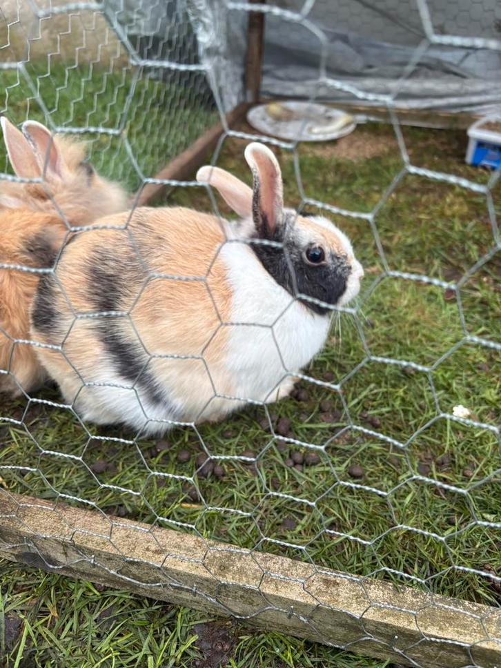 Vrouwen konijn te koop, Dieren en Toebehoren, Konijnen, Klein, Vrouwelijk, 0 tot 2 jaar