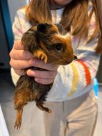 Gratis cavia beertje, Dieren en Toebehoren, Knaagdieren, Cavia, Mannelijk, Januari, Tam