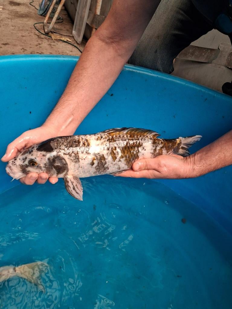 Koï 45/50 cm, Animaux & Accessoires, Poissons | Poissons d'étang