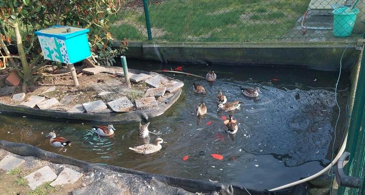 Roodschoudertaling, Dieren en Toebehoren, Vogels | Overige Vogels, Meerdere dieren, Geringd