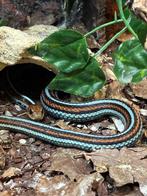tamnophis sirtalis tetrataenia, Serpent, 3 à 6 ans