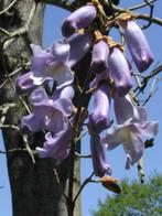 Palaunia, Tuin en Terras, Ophalen, In pot