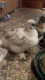 USA zijdehoen kuiken, Dieren en Toebehoren, Geslacht onbekend, Kip