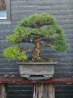 Pinus Thunbergii Bonsai (Japanse zwarte den), Bloeit niet, Overige soorten, Minder dan 100 cm, Ophalen