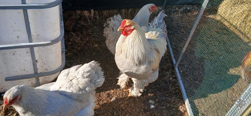 Broedeieren brahma zilverpatrijs en mix zie omschrijving, Animaux & Accessoires, Volatiles