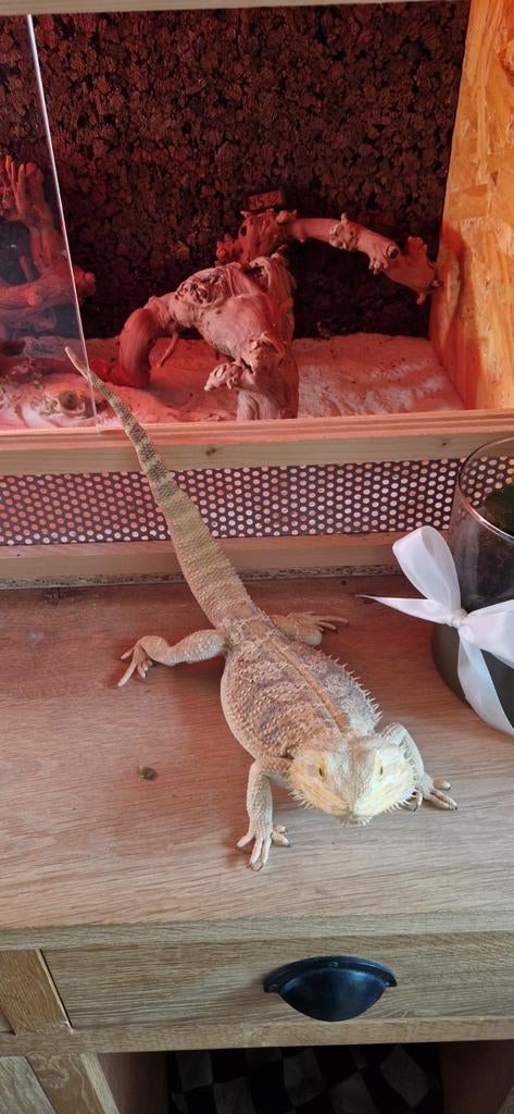 Baardagaam (mannetje) met terrarium, Domestique