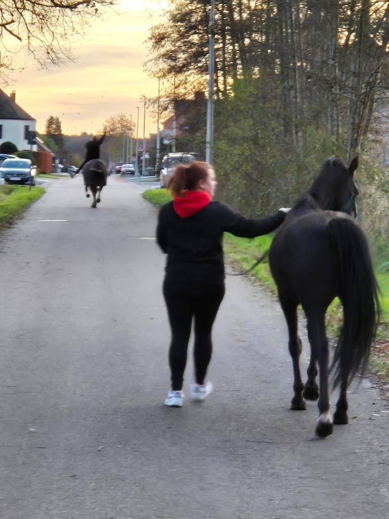 Mooie zwarte D-pony, Dieren en Toebehoren, Merrie