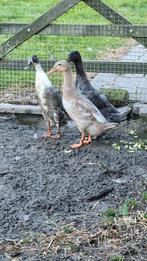 Kuikens loopeend  . Te reserveren!