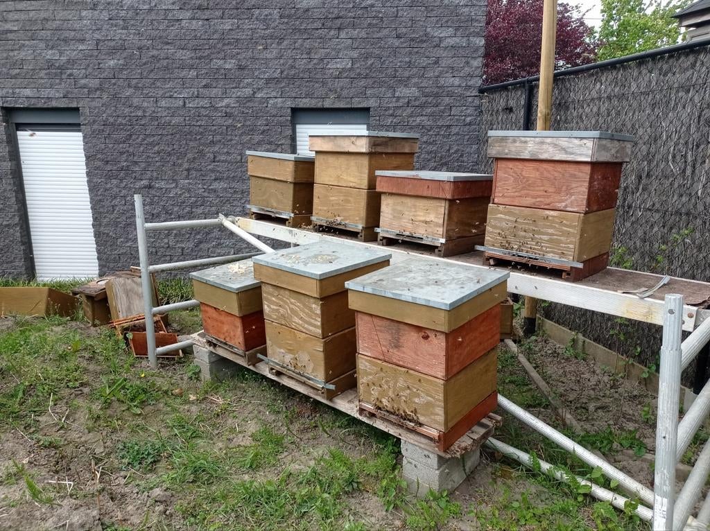 Carnica afleggers 2025 11 ramen simplex, Dieren en Toebehoren, Insecten en Spinnen