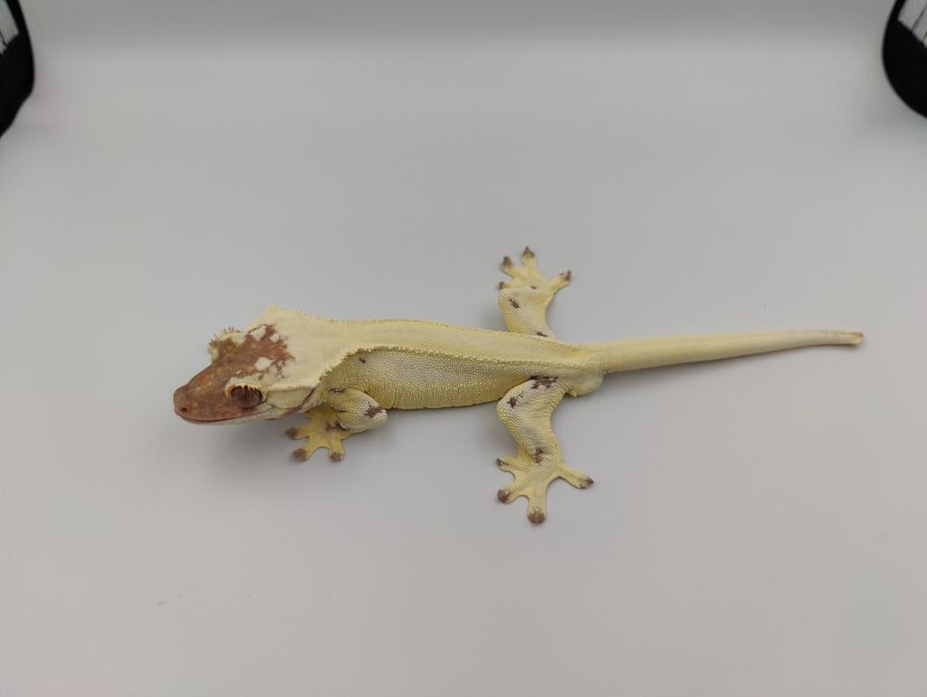 Wimpergekko frappuccino man, Animaux & Accessoires, Reptiles & Amphibiens