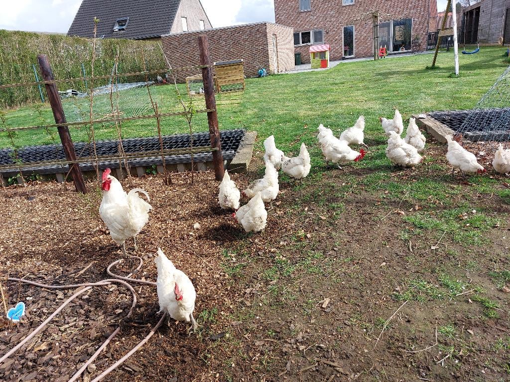 Broedeieren poule de bresse en mechelse koekoek