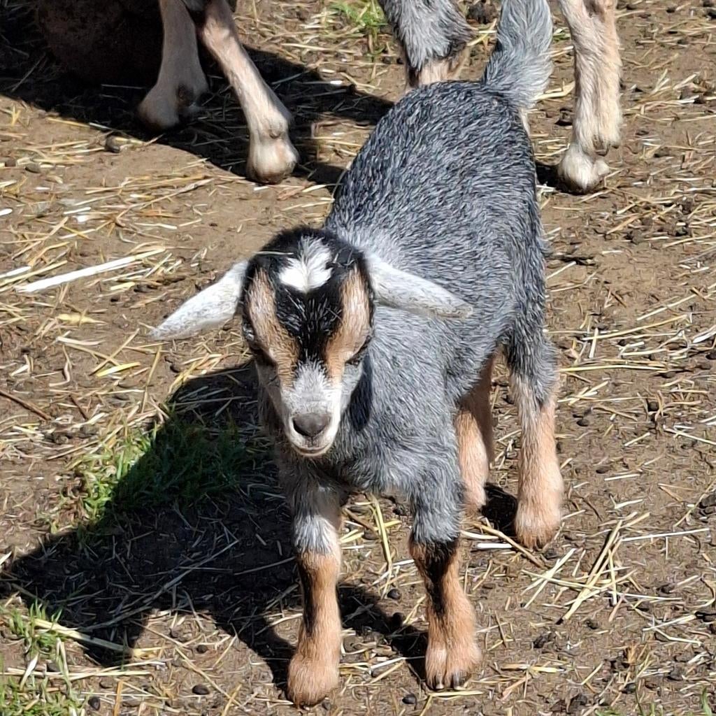 Mieke grijs met tan tekening, Dieren en Toebehoren
