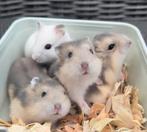 Jonge dwerghamsters, Dieren en Toebehoren, Knaagdieren, Hamster, Maart, Geslacht onbekend, Tam