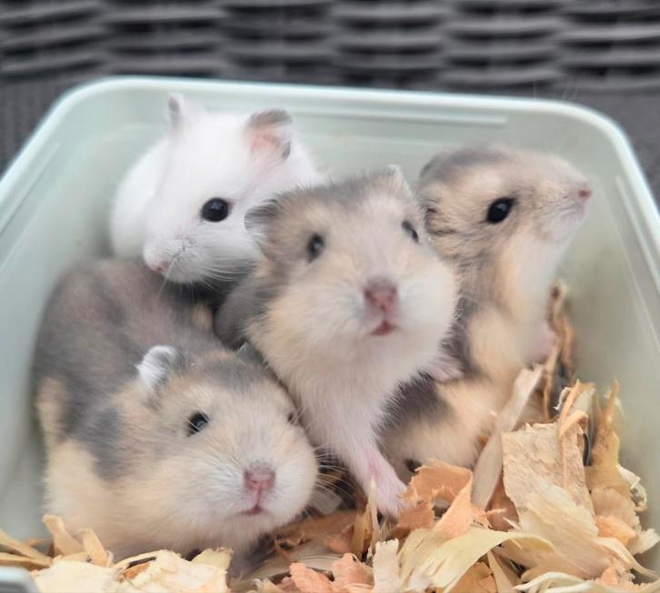 Jonge dwerghamsters, Animaux & Accessoires, Rongeurs, Sexe inconnu, Hamster, Mars, Domestique