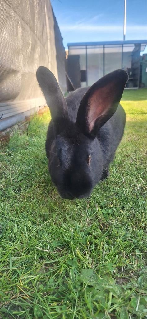 Konijn, Dieren en Toebehoren, Konijnen