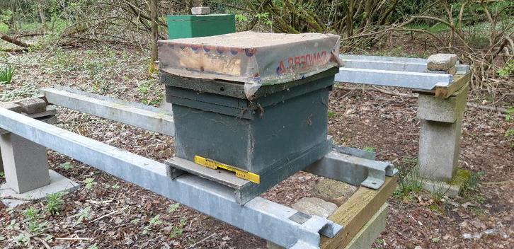 Carnica bijenvolk op 7 ramer-Simplex, Animaux & Accessoires, Insectes & Araignées, Abeilles