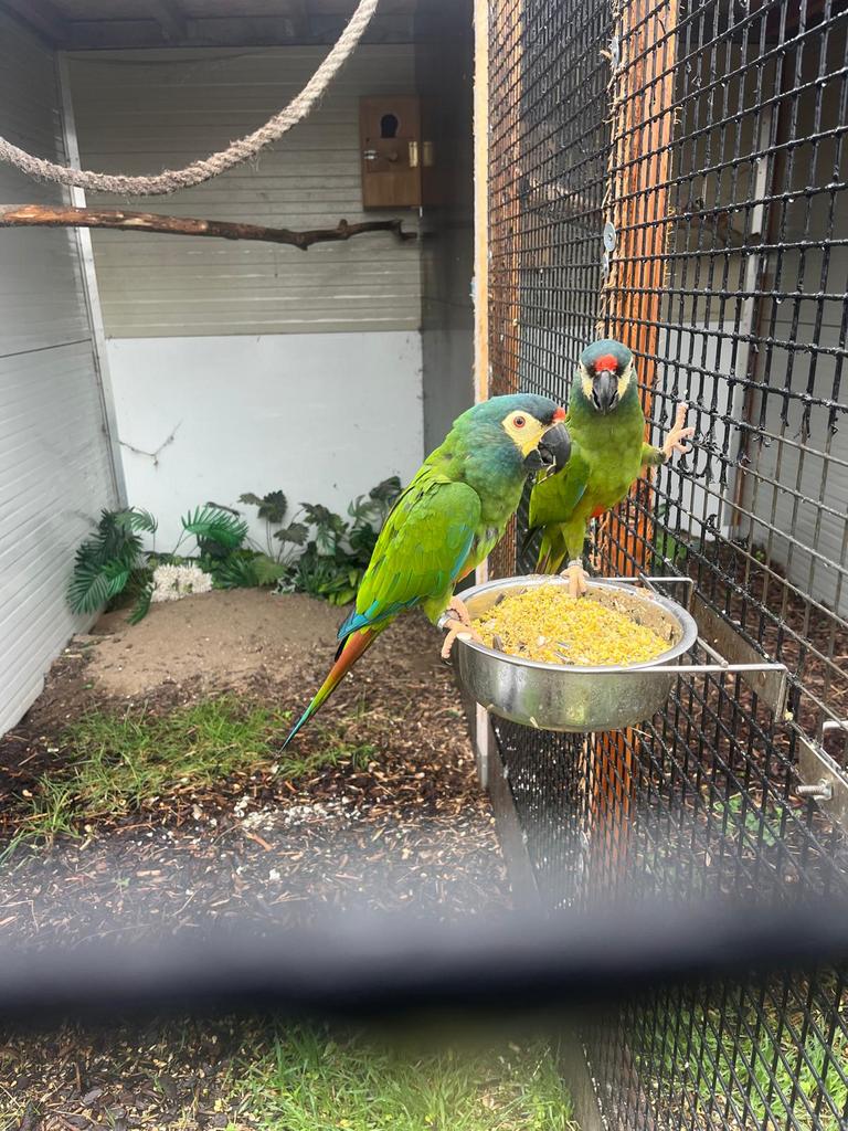Homme (2021) + pop (2024) ara Maracana, Plusieurs animaux, Perroquet, Bagué