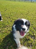 Australische herder pups / Aussi pup / Australian Shepherd, Dieren en Toebehoren, Parvo, België, 8 tot 15 weken, Teef