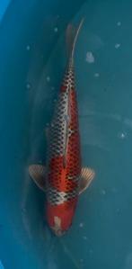 Japanse koi, Dieren en Toebehoren