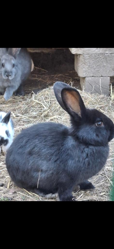 Vlaamse reus, Animaux & Accessoires, Lapins, Plusieurs animaux, Grand, 0 à 2 ans