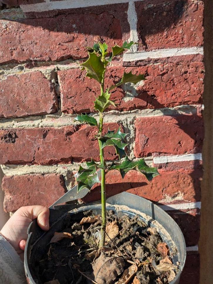 Hulst, Tuin en Terras, Planten | Fruitbomen, Ophalen