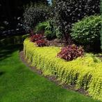 Lysimachia nummeralia of Penningkruid, Tuin en Terras, Ophalen, Vaste plant, Bodembedekkers, Halfschaduw