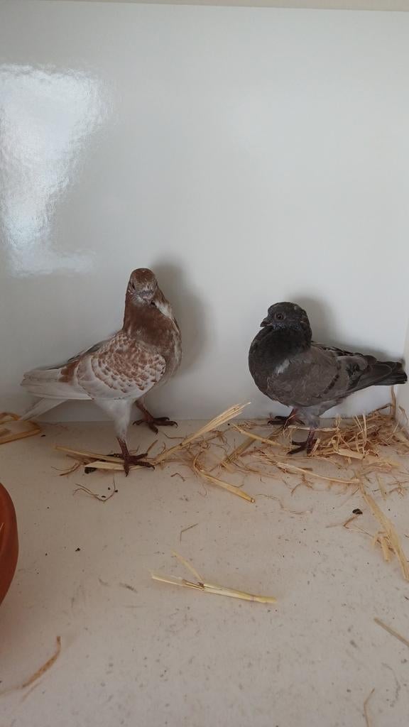 Figurita Valencia Pigeons, Animaux & Accessoires