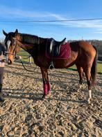 Jument ps a vendre, Animaux & Accessoires, Enlèvement