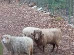 Quessant schapen bok te koop, Dieren en Toebehoren, Mannelijk, Schaap, 3 tot 5 jaar