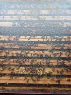 bijenvolk 11 raams simplex, Abeilles