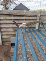 Opaal pauw haan van 2023