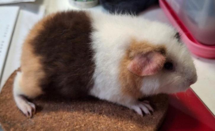 Gezocht: US Teddy zeugjes, Animaux & Accessoires, Rongeurs, Femelle, Cobaye, Janvier