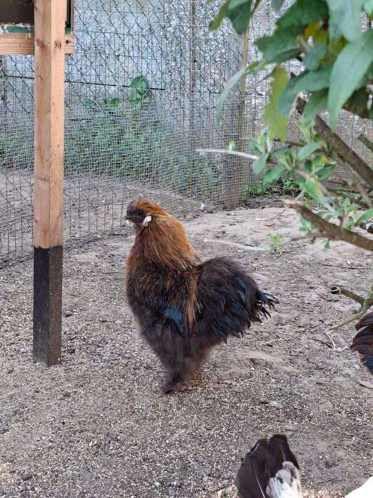 Haan zijdehoender, Dieren en Toebehoren, Pluimvee, Mannelijk, Kip