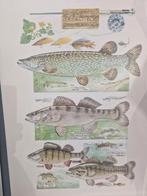 Litho Nowakowski , snoek , snoekbaars , snoek , 50 x 40 cm, Ophalen of Verzenden, Zo goed als nieuw
