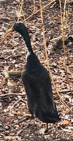 Indische loopeend man, Dieren en Toebehoren, Mannelijk, Eend