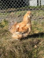 USA zijdehoen Buff frizzle Koekoek haan