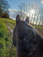 Klein paardenpension Viane/Galmaarden/Deux-Acren, Weidegang