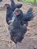 Australorp, Dieren en Toebehoren, Pluimvee, Meerdere dieren, Kip